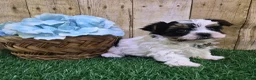 Biewer Terrier dogs for sale: Valentino Male Biewer Terrier - Ad 3