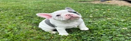 French Bulldog dogs for sale: Ron - Ad 4