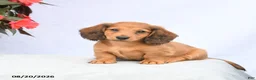 Miniature Dachshund dogs for sale: Hickory - Ad 3
