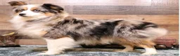 Toy Australian Shepherd dogs for sale: Tessa beautiful white collar & bib - Ad 8