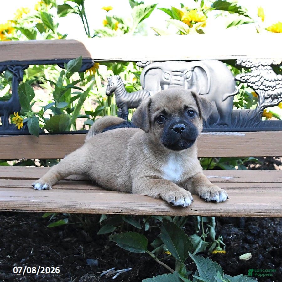 Jug dogs for sale: Comet - Ad 3