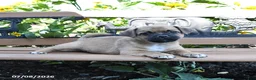 Jug dogs for sale: Comet - Ad 1