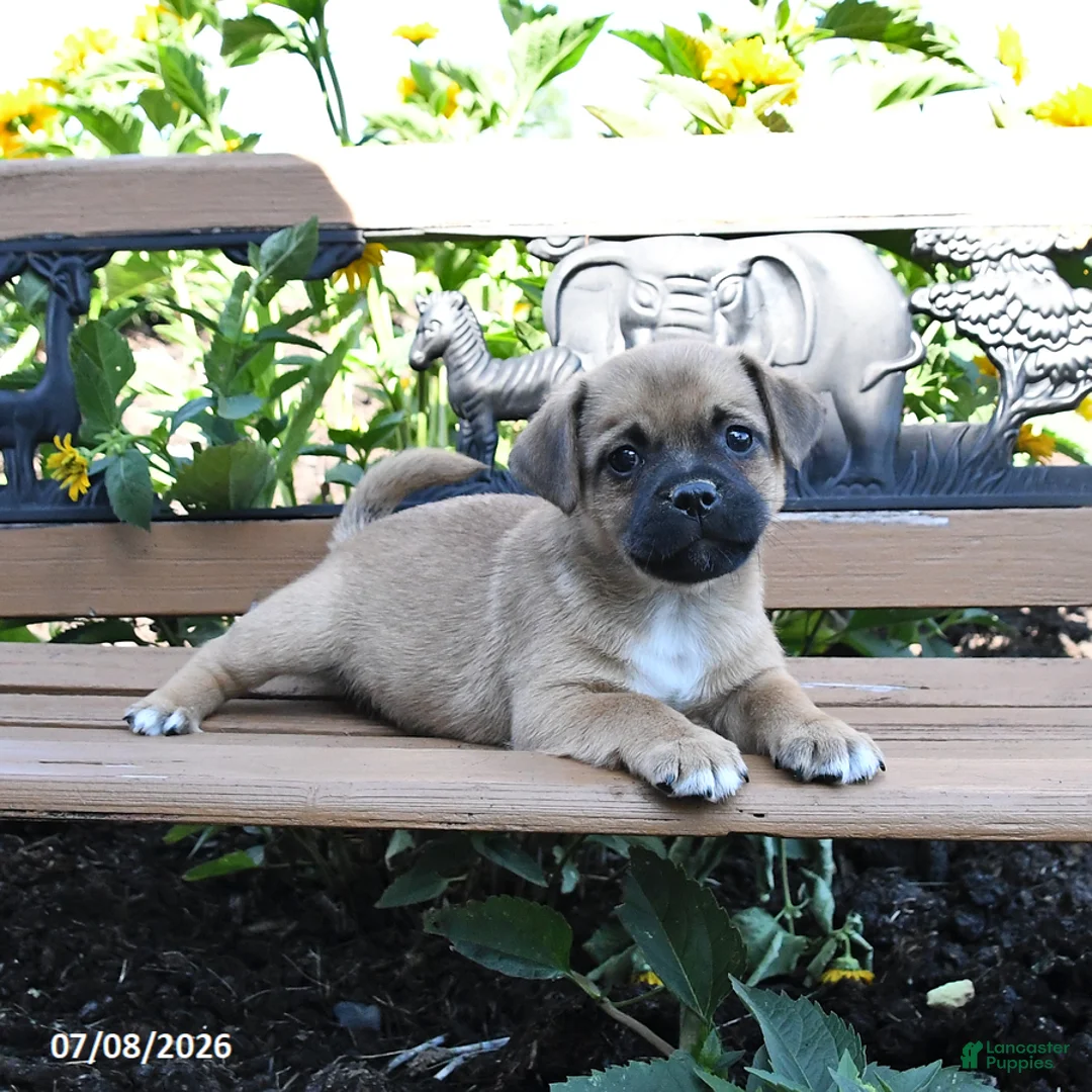Jug dogs for sale: Comet - Ad 1