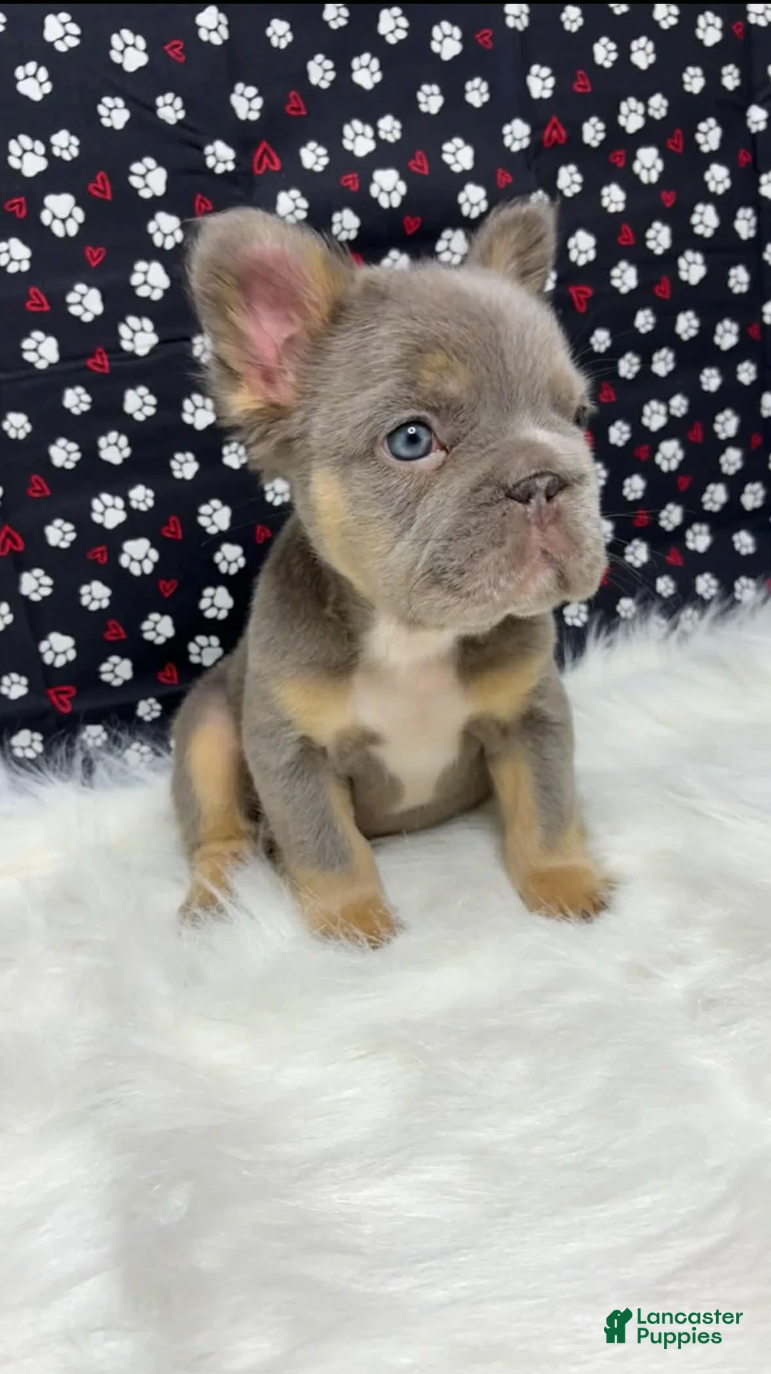 French Bulldog dogs for sale: French Bulldog Puppy 1 - Ad 3