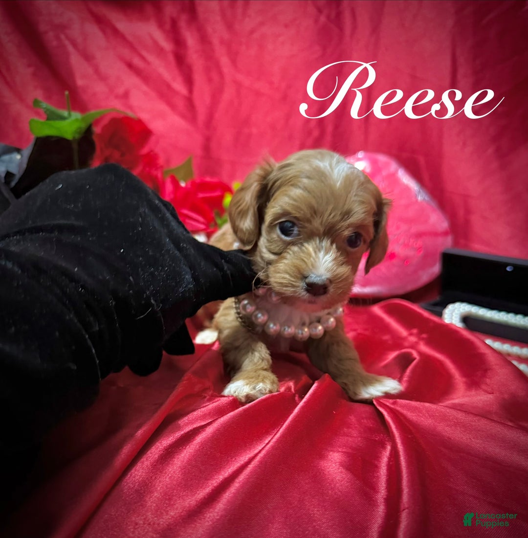 Yorkiepoo dogs for sale: Reese  - Ad 12