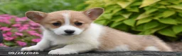 Welsh Corgi Pembroke dogs for sale: Abigail - Ad 2
