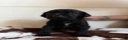 Mixed Breed dogs for sale: Mixed Breed 5 - Ad 2