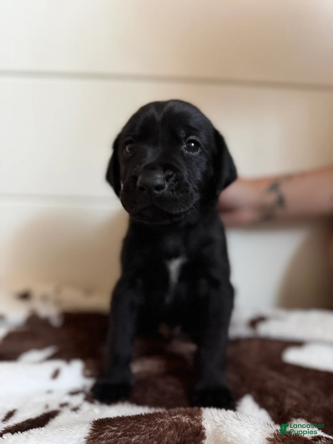 Mixed Breed dogs for sale: Mixed Breed 5 - Ad 2