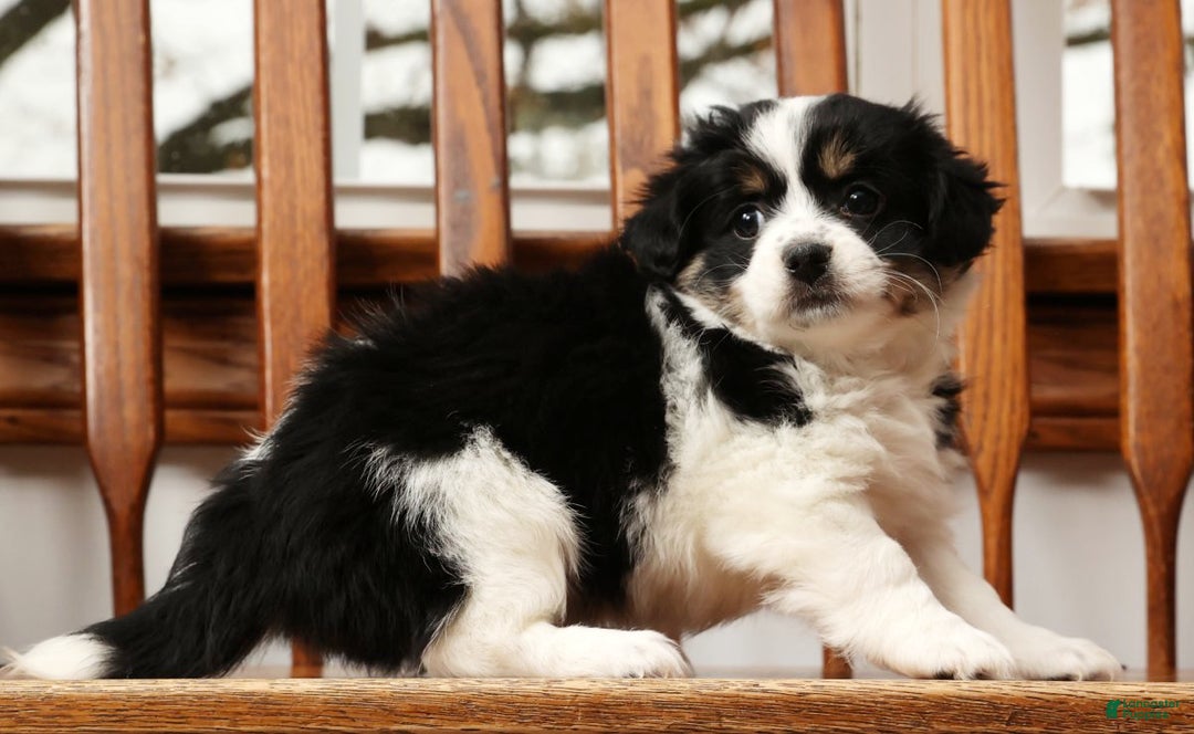 Havanese dogs for sale: Trisha - Ad 8