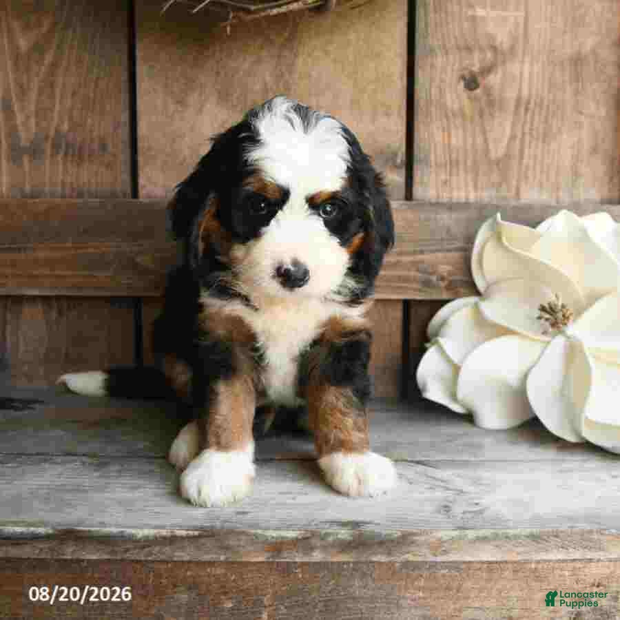 Mini Bernedoodle dogs Oscar - Ad 1