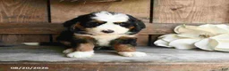 Mini Bernedoodle dogs for sale: Oscar - Ad 1