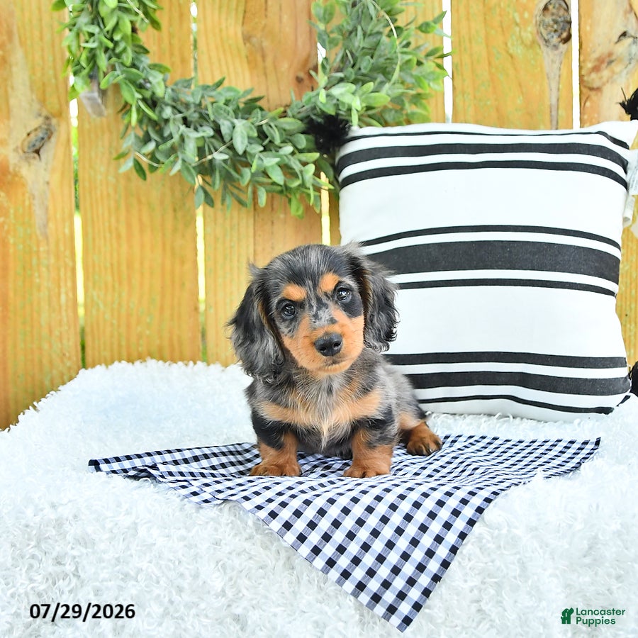 Miniature Dachshund dogs Champion - Ad 1