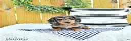 Miniature Dachshund dogs for sale: Champion - Ad 1