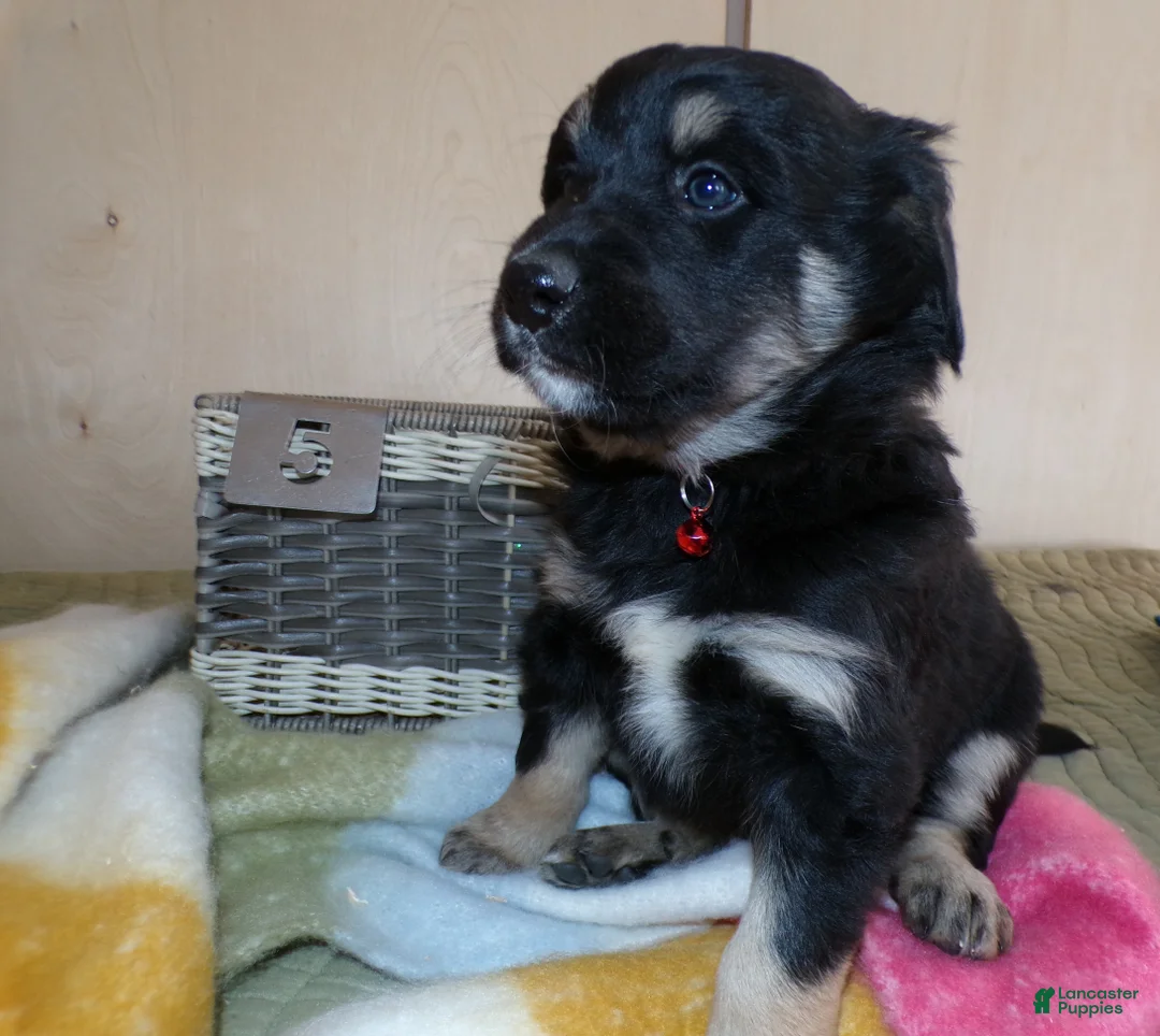 Border Collie dogs for sale: Border Collie Puppy 5 Saratoga - Ad 2