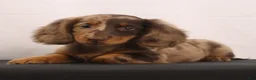 Dachshund dogs for sale: Rusty - Ad 1