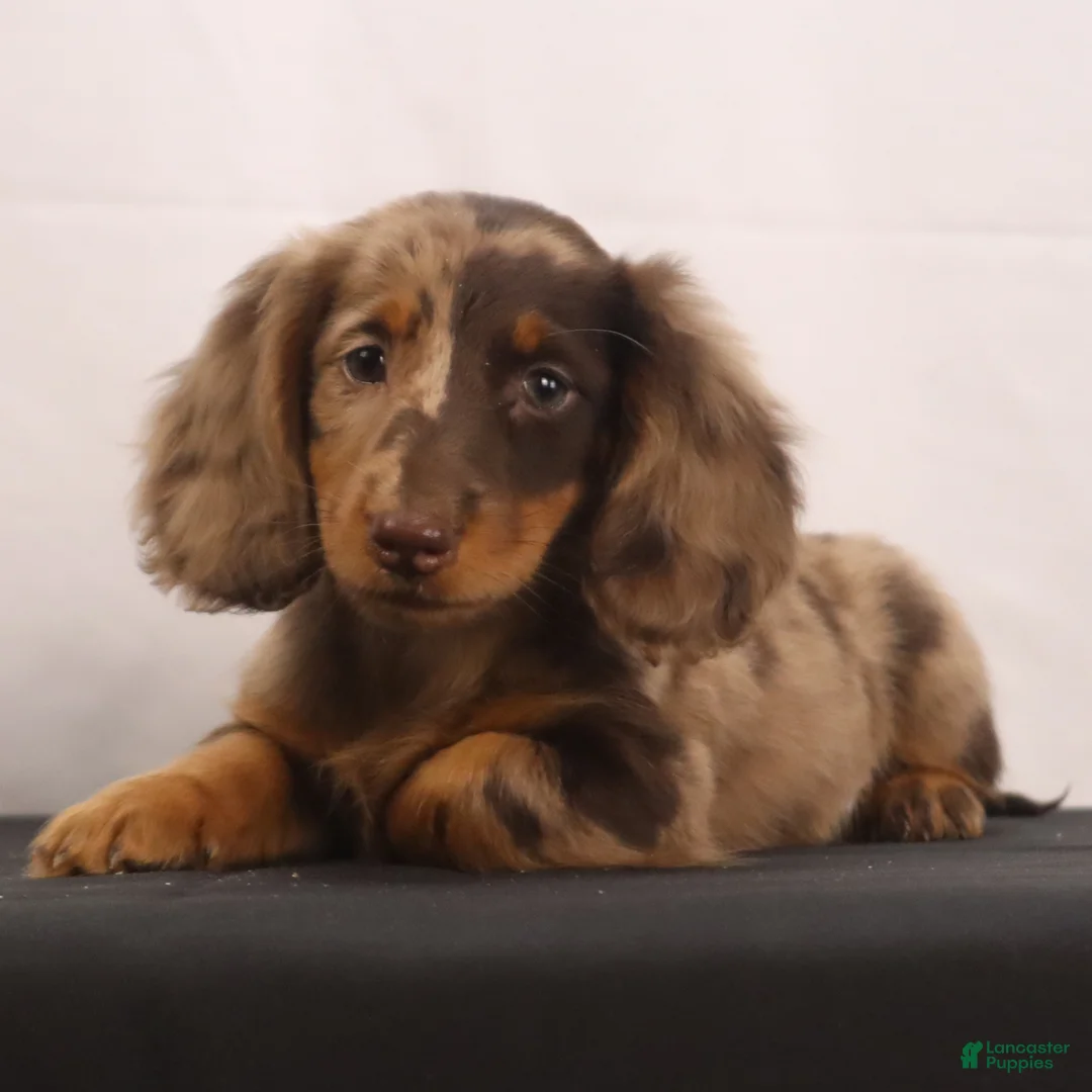 Dachshund dogs for sale: Rusty - Ad 1