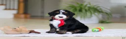 Mini Bernedoodle dogs for sale: Chico - Ad 5