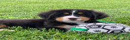 Bernese Mountain Dog dogs for sale: Pluto - Ad 16