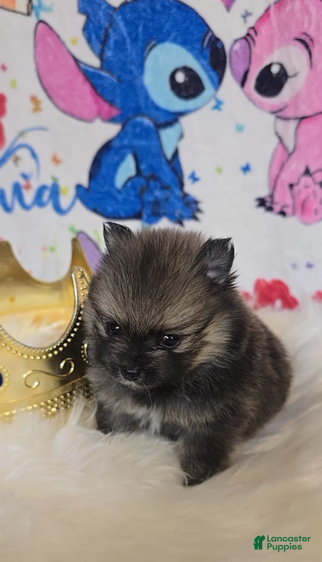 Pomeranian dogs for sale: Bashful  - Ad 2