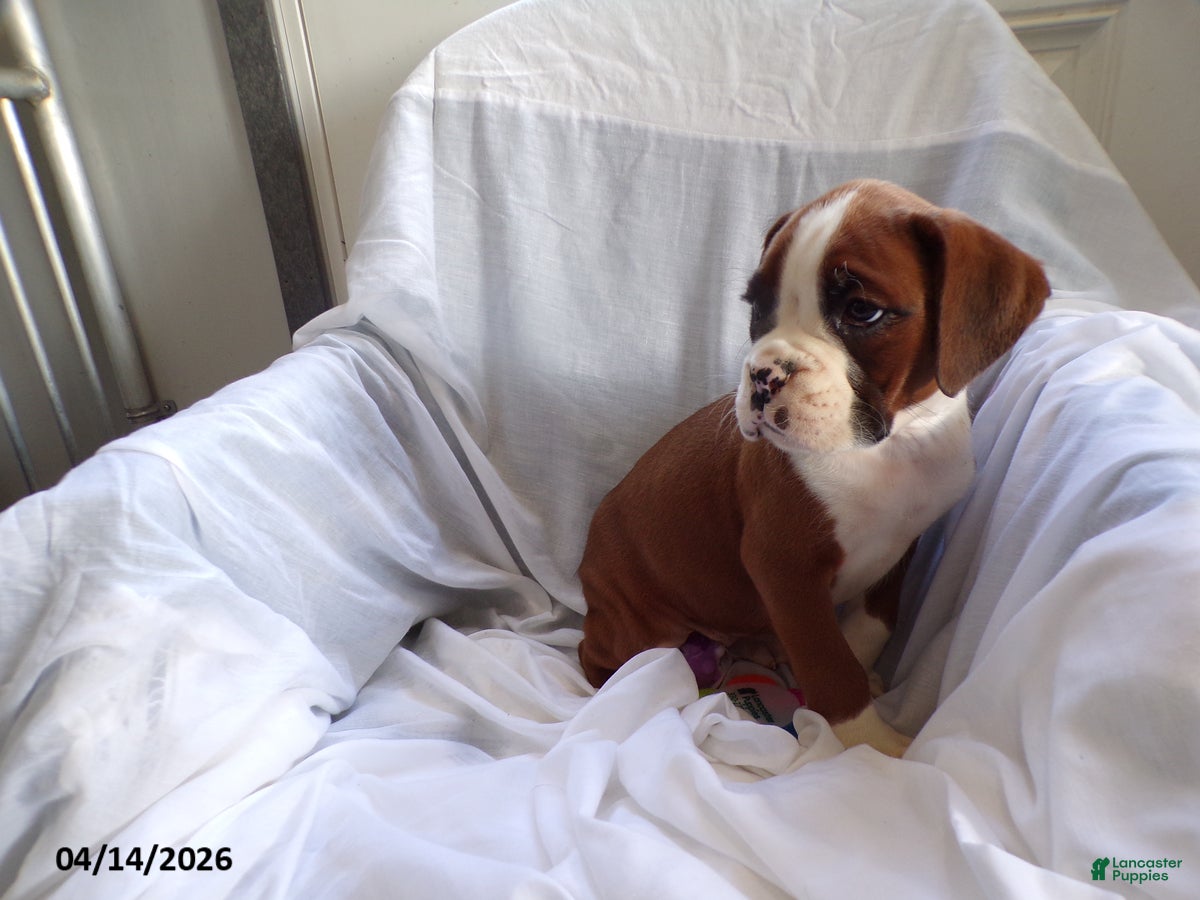 Boxer dogs Darcy - Ad 2