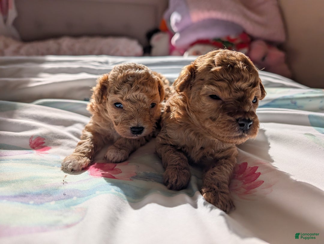 Toy Poodle dogs for sale: LLOYD  - Ad 8