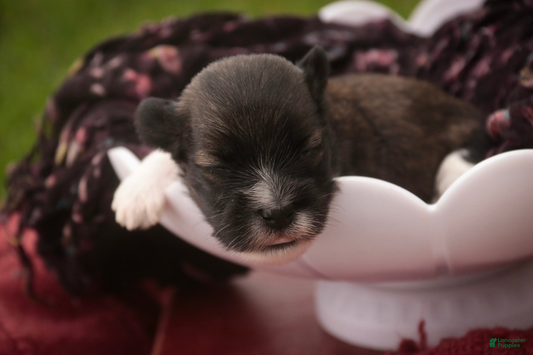Havanese dogs Carrie Havanese  - Ad 2