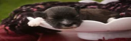 Havanese dogs for sale: Carrie Havanese  - Ad 2