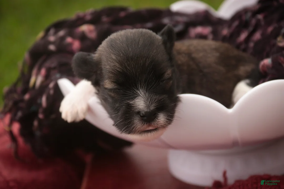 Havanese dogs for sale: Carrie Havanese  - Ad 2