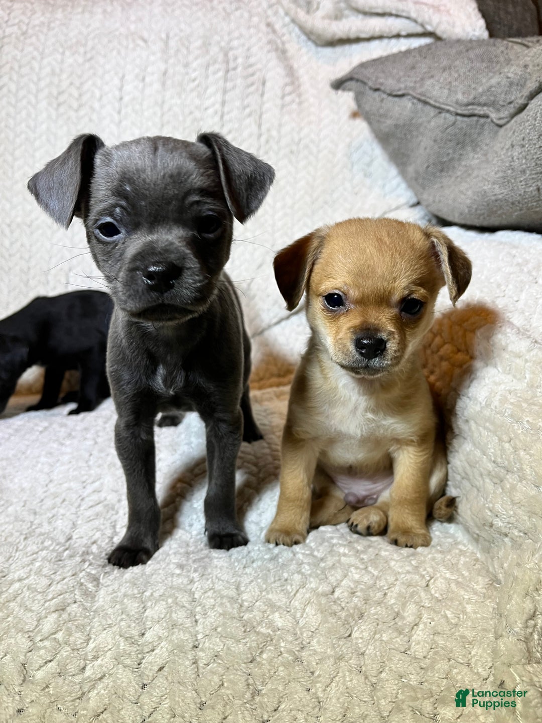 Chihuahua dogs for sale: Chihuahua Puppy 2 - Ad 6