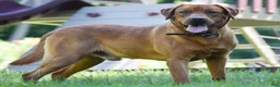Labrador Retriever dogs for sale: Rebecca - Ad 4