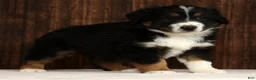 Miniature Australian Shepherd dogs for sale: Flash - Ad 4