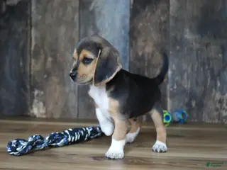 Beagle dogs Chase - Ad 6