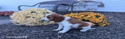 Welsh Springer Spaniel dogs for sale: Lori - Ad 5