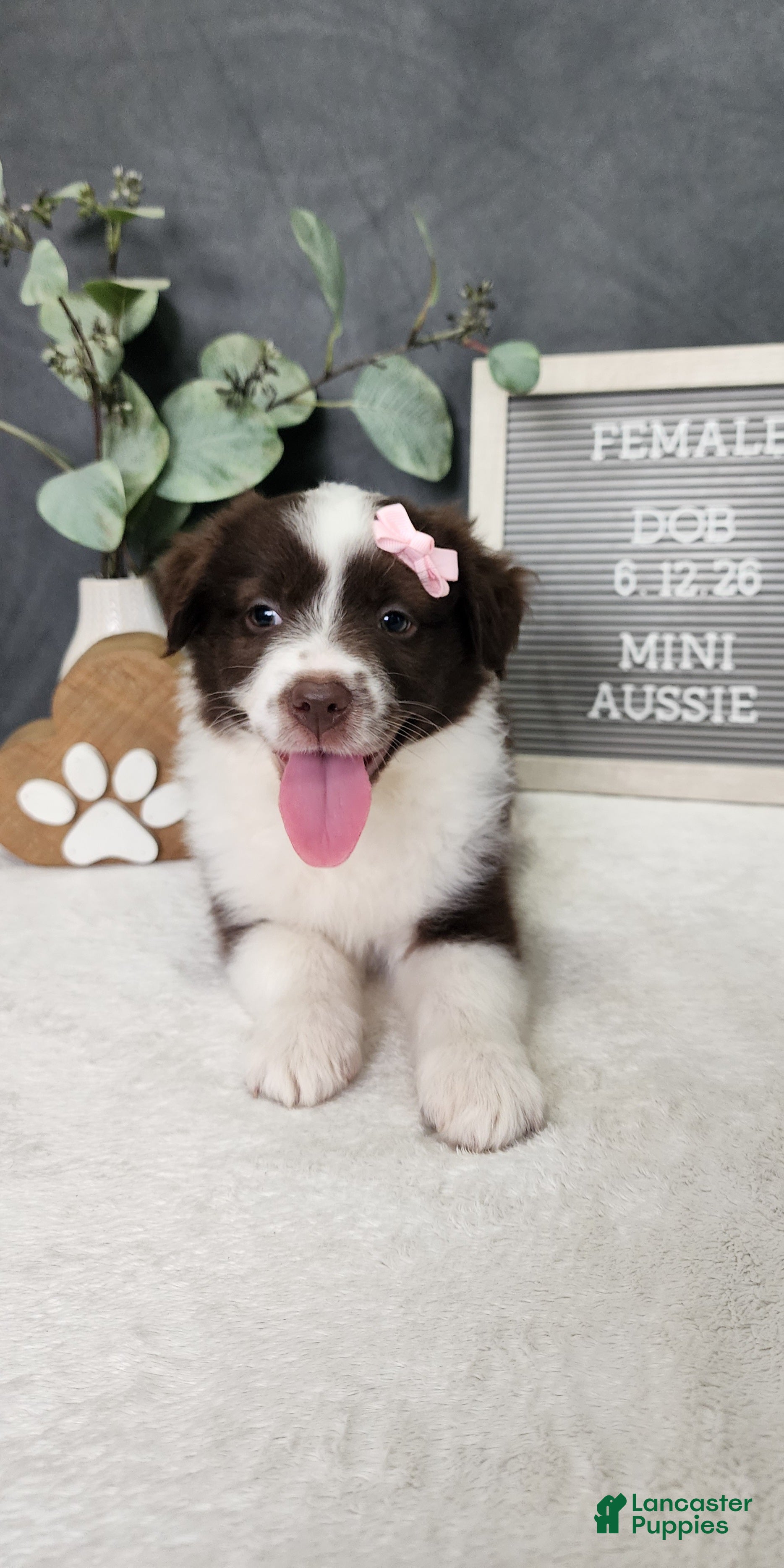 Miniature Australian Shepherd dogs Avery - Ad 1