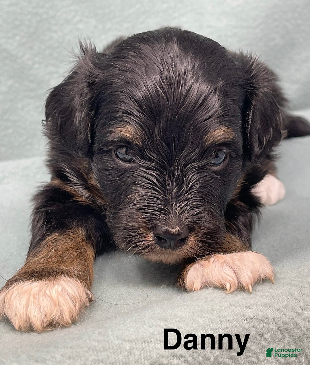 Mixed Breed dogs for sale: Danny - Ad 4