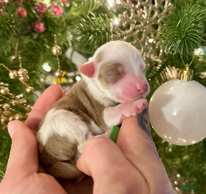 Aussiedoodle dogs Mike Wheeler - Ad 2