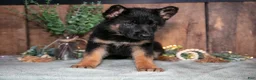 German Shepherd dogs for sale: Clara - Ad 2
