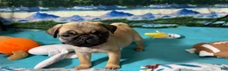 Pug dogs for sale: Birdie - Ad 9