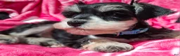 Miniature Schnauzer dogs for sale: Ms. MINTY - Ad 6