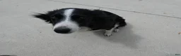 Border Collie dogs for sale: Border Collie Puppy 6 Marcy - Ad 4