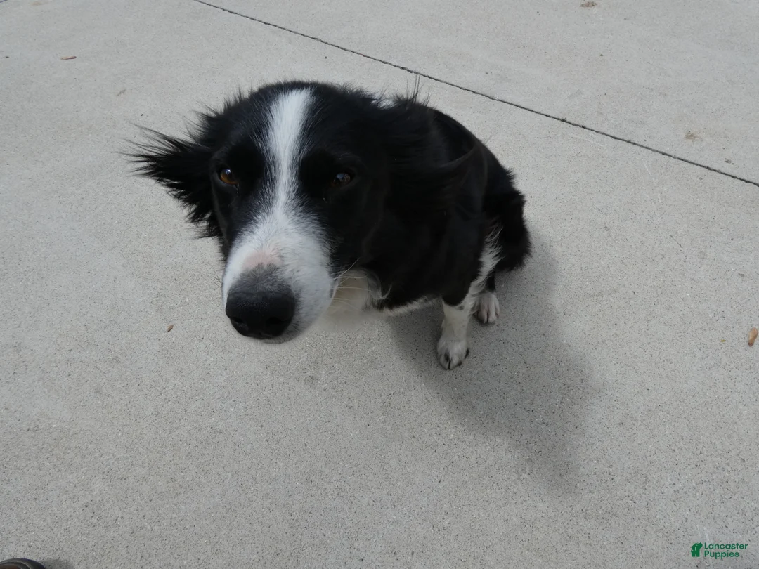 Border Collie dogs for sale: Border Collie Puppy 1 Nelly - Ad 3