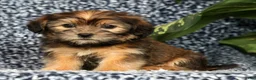 Shorkie dogs for sale: Simpkins - Ad 3