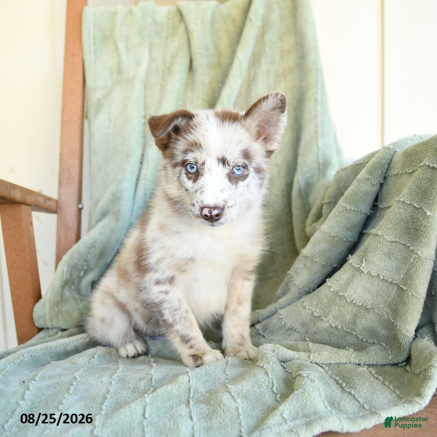 Pomsky dogs Bubba - Ad 1