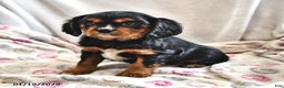 Cavalier King Charles Spaniel dogs for sale: Sally - Ad 3