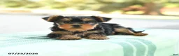 Yorkshire Terrier dogs for sale: Stella - Ad 3