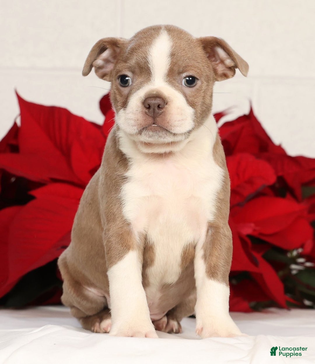 Boston Terrier dogs for sale: Riley - Ad 3