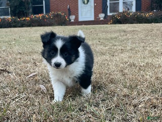 Mixed Breed dogs Star - Ad 7