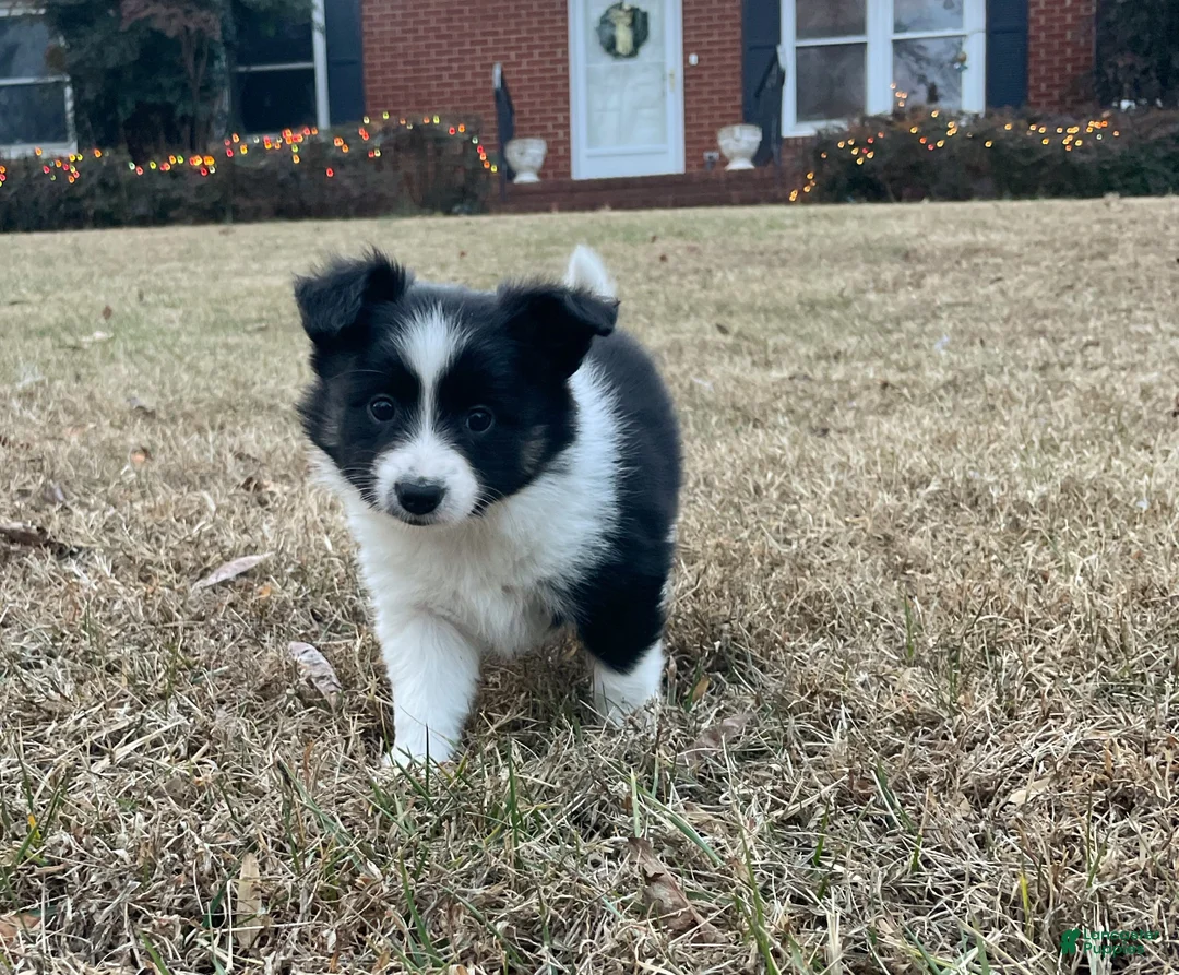 Mixed Breed dogs for sale: SOLD.  J - Female - Ad 11