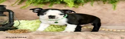 Boston Terrier dogs for sale: Dozer - Ad 3