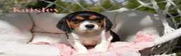 Beagle dogs for sale: Kaisley  - Ad 5